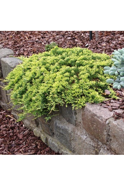 Ялівець Золотий Килим на клумбі